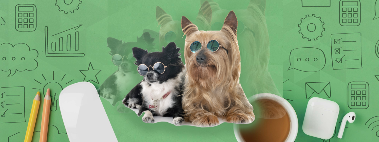 A Guide to Digital Marketing for Pet Stores — SyncApps, the 1