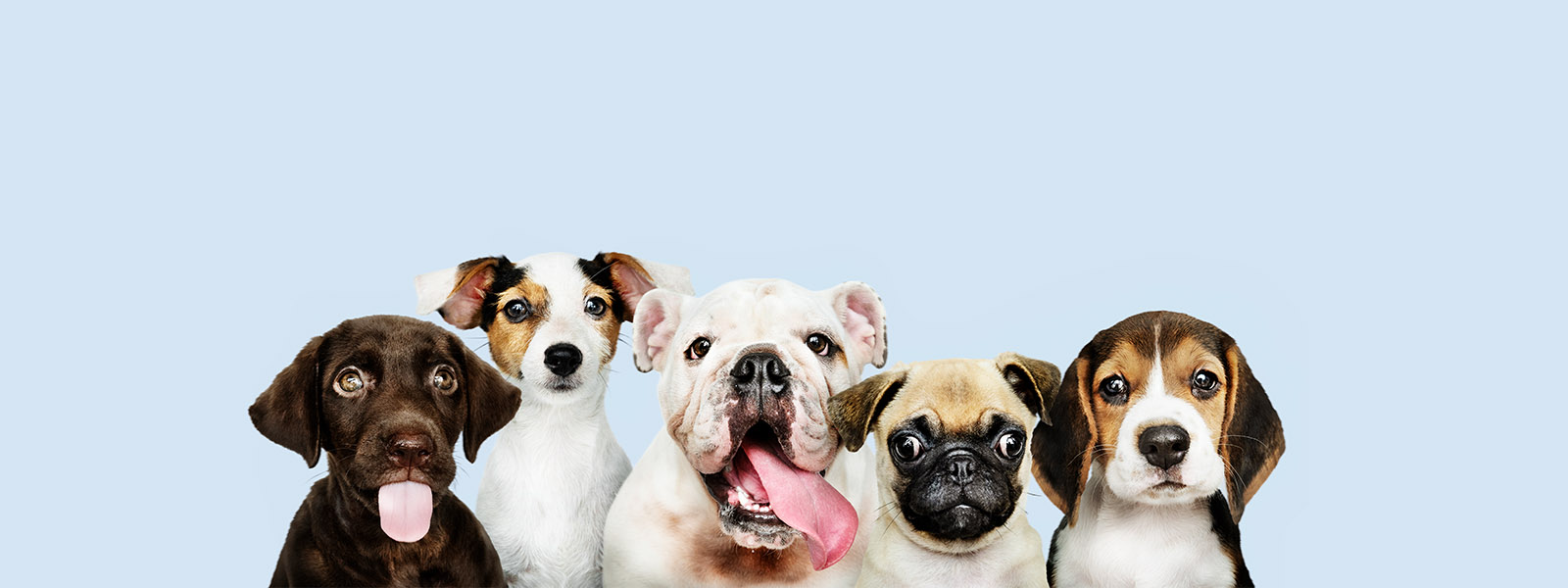 A Guide to Digital Marketing for Pet Stores